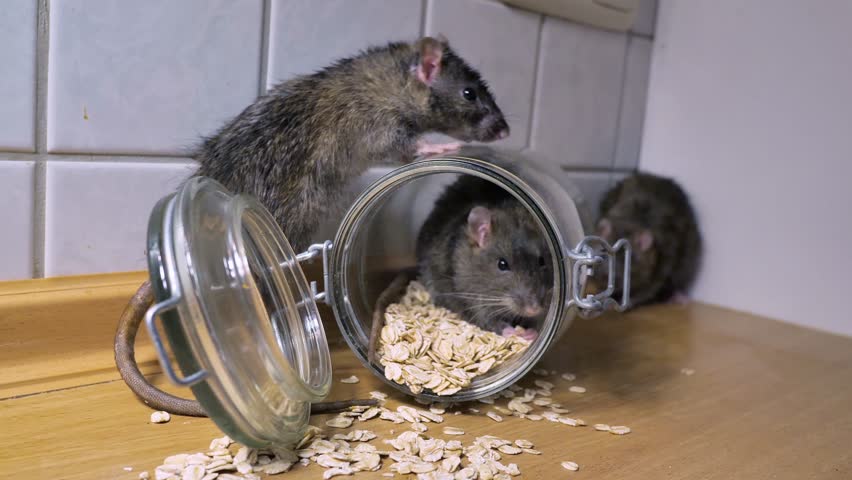 cara mengusir tikus