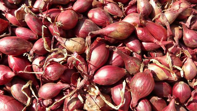 manfaat bawang dayak