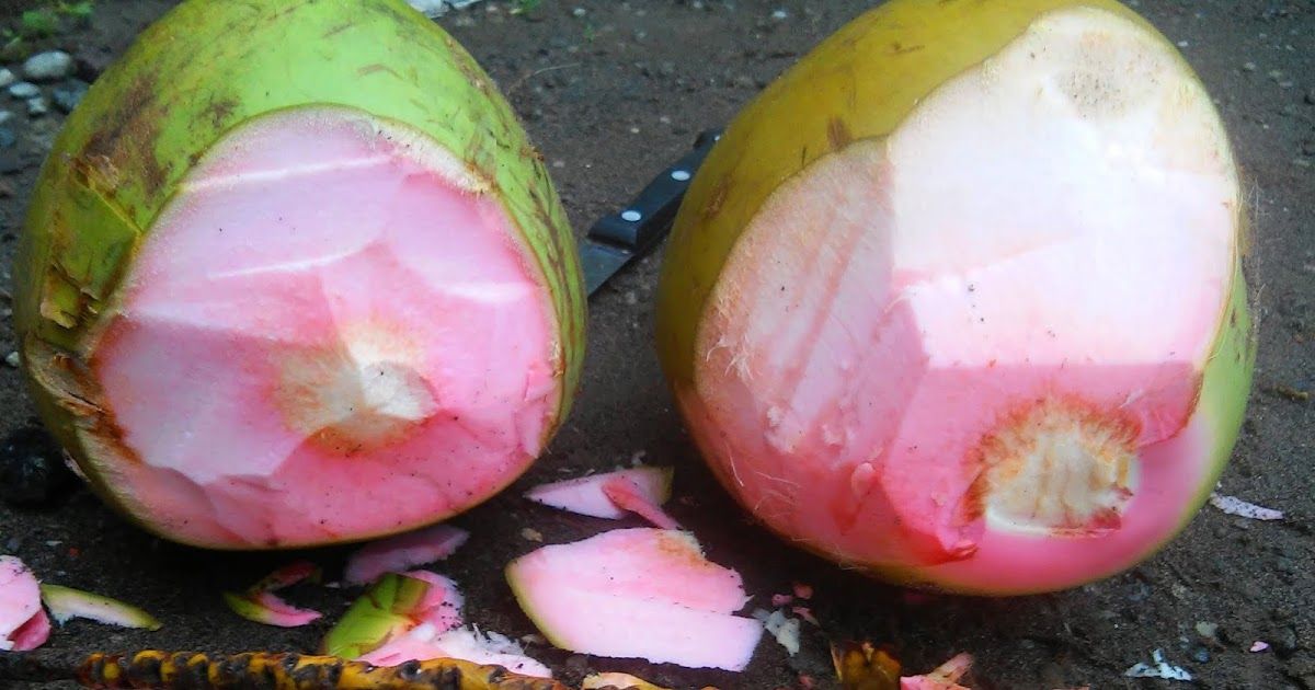 manfaat air kelapa hijau