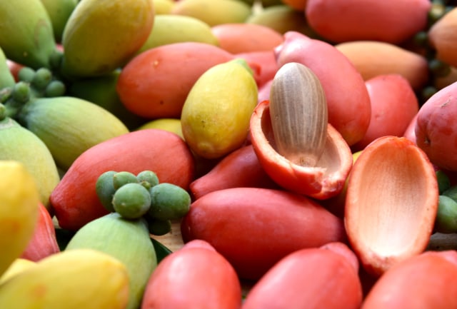 manfaat kulit melinjo