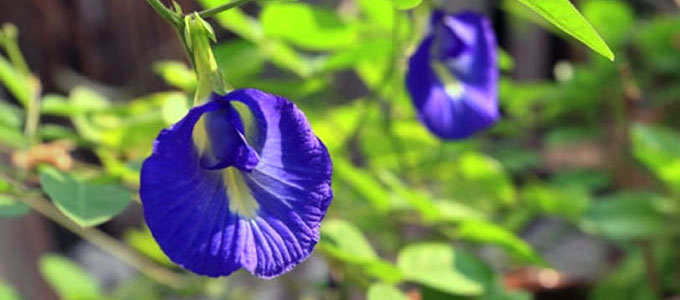 manfaat bunga telang