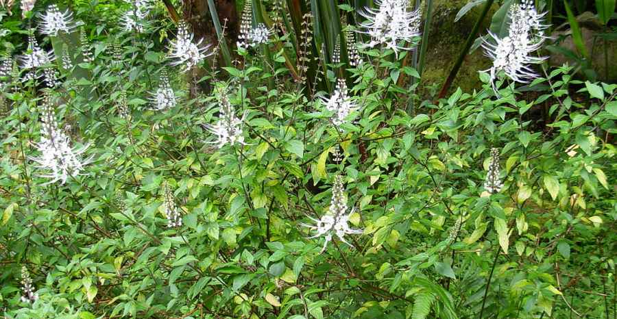 manfaat kumis kucing