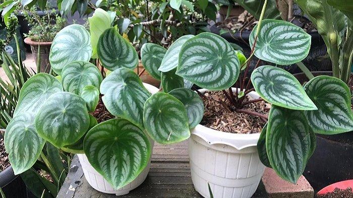 manfaat micin untuk tanaman