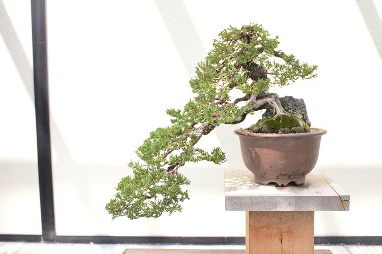 cara merawat tanaman bonsai