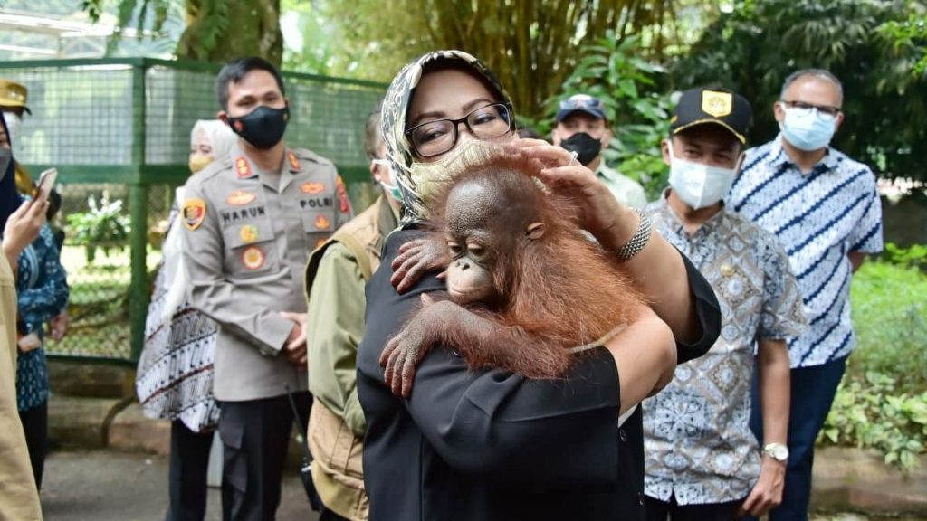 Bupati Bogor Ade Yasin bermain bersama orang utan di Taman Safari Indonesia