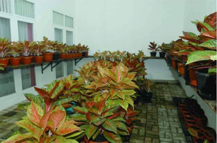 cara merawat tanaman aglonema