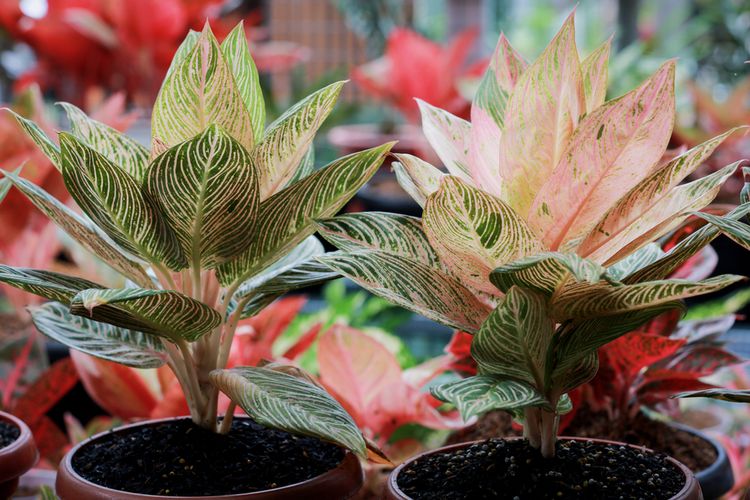 cara merawat tanaman aglonema