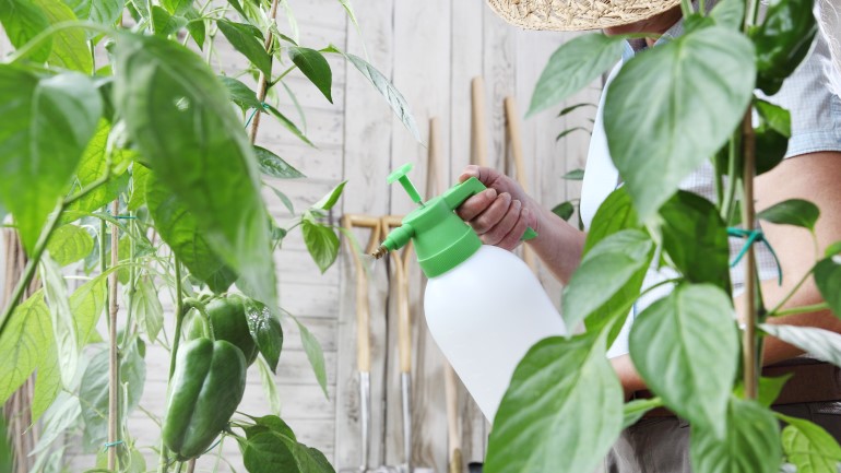 manfaat air bawang putih untuk tanaman