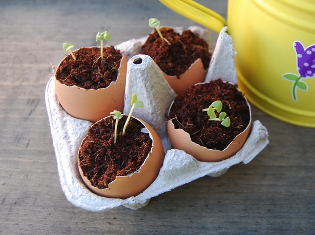 manfaat cangkang telur untuk tanaman