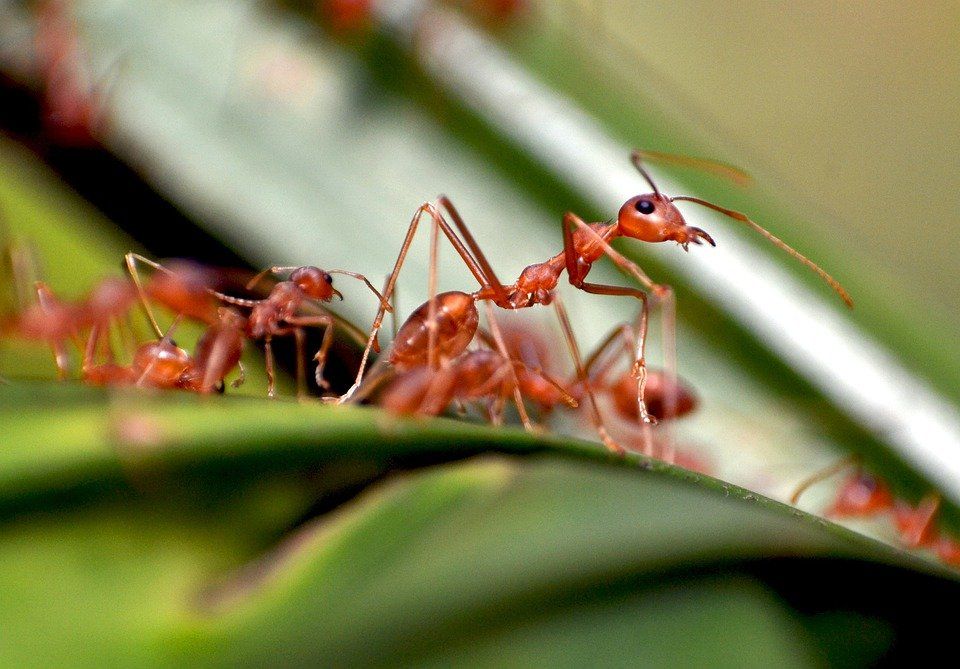 Cara mengatasi gigitan semut api 