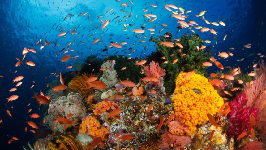 fakta menarik tentang raja ampat