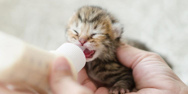 cara merawat anak kucing tampa induk