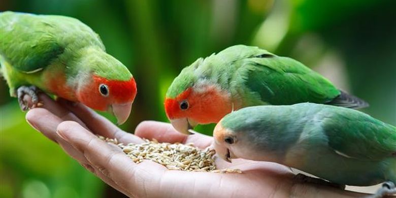 cara merawat burung lovebird