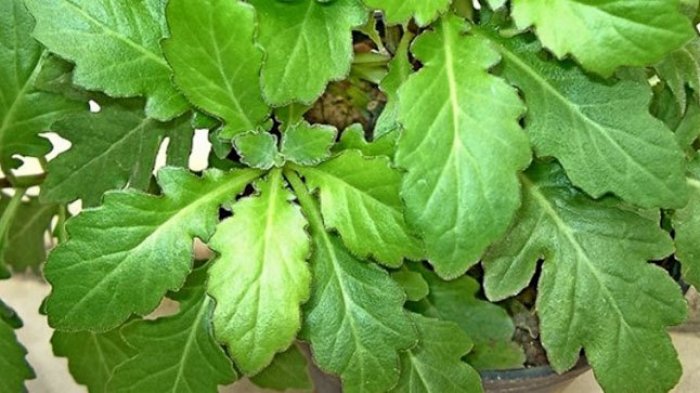 manfaat daun beluntas