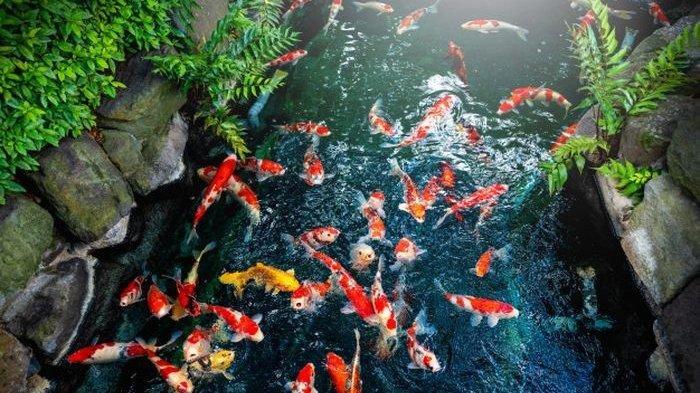 cara memelihara ikan koi