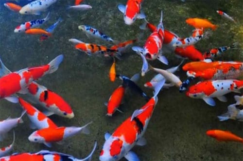 cara memelihara ikan koi