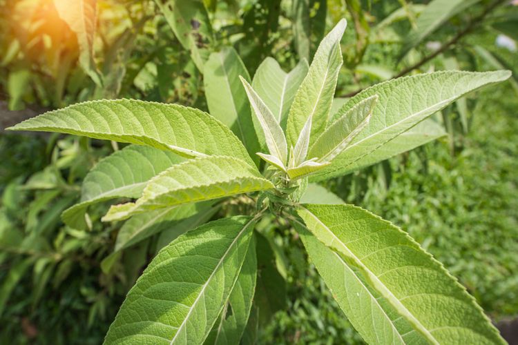 manfaat daun capo