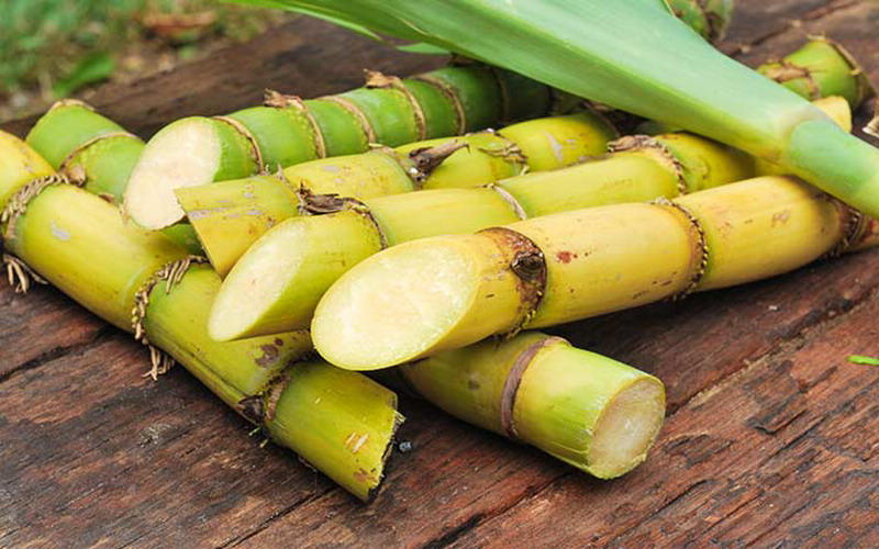 manfaat tebu