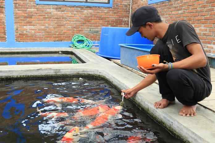 cara memelihara ikan koi