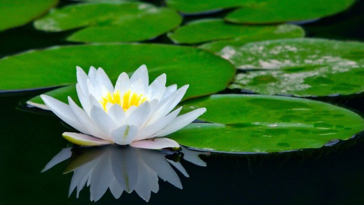 cara memelihara ikan koi