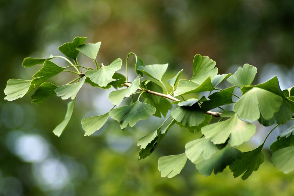 manfaat ginkgo biloba