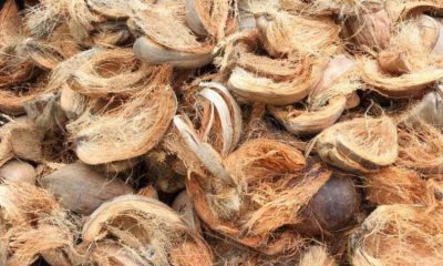 manfaat sabut kelapa untuk tanaman