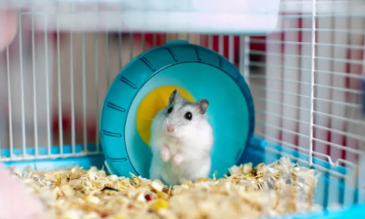 cara merawat hamster