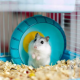 cara merawat hamster
