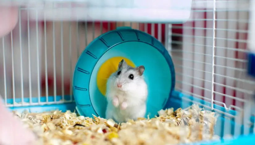 cara merawat hamster