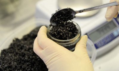 manfaat caviar