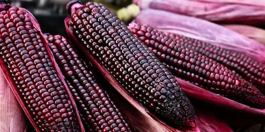 manfaat jagung ungu