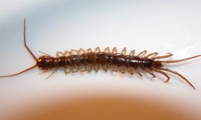 Cara mengobati gigitan kelabang