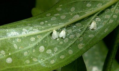 cara membasmi kutu putih pada tanaman