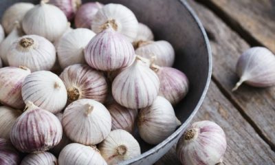 manfaat bawang putih tunggal