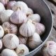 manfaat bawang putih tunggal