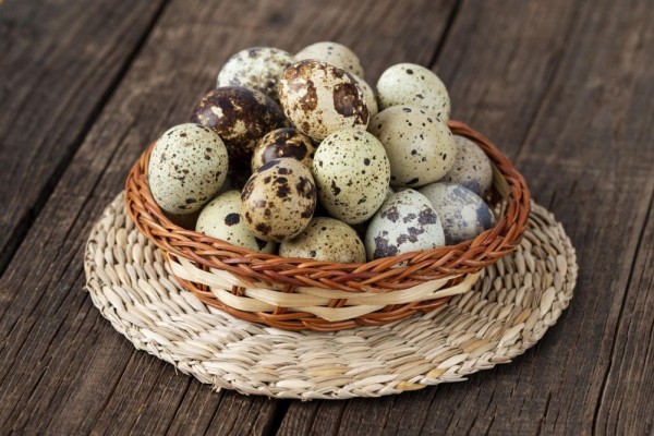 manfaat telur puyuh