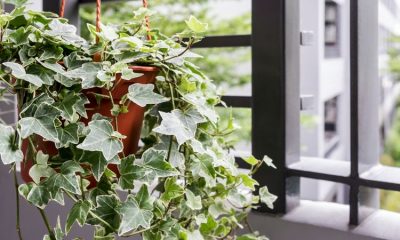 Tanaman hias yang tidak memerlukan cahaya matahari