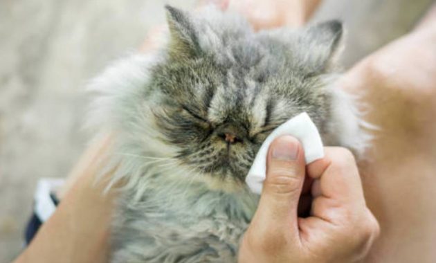 cara membersihkan mata kucing