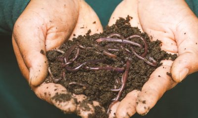 manfaat cacing tanah untuk tanaman