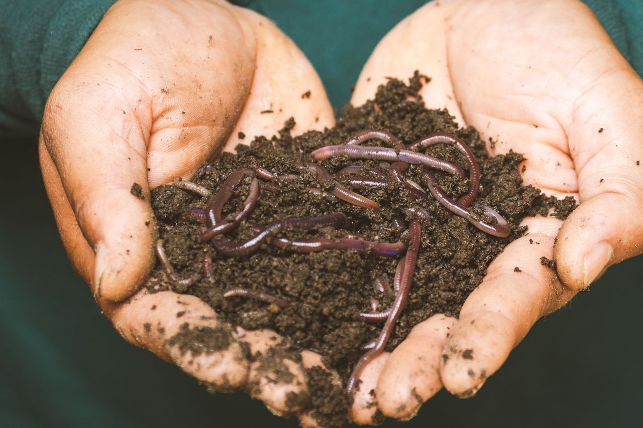 manfaat cacing tanah untuk tanaman