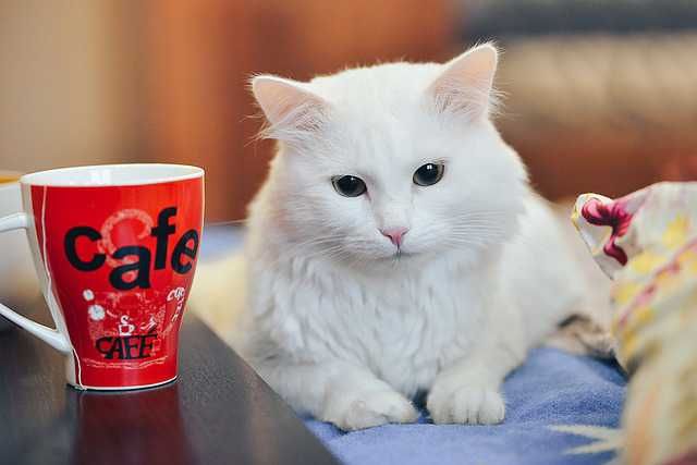cara membersihkan mata kucing