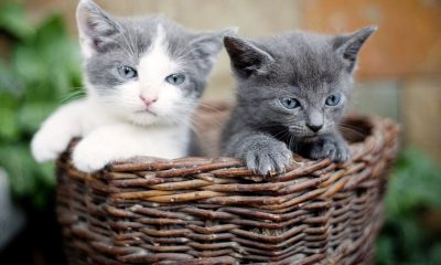 cara membersihkan mata kucing