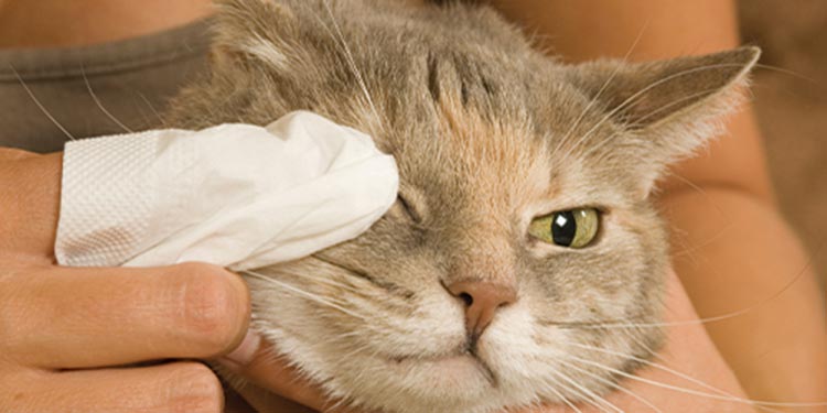cara membersihkan mata kucing
