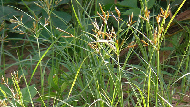 manfaat rumput teki