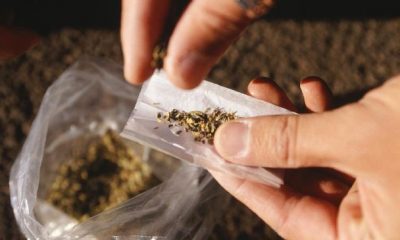 efek tembakau gorila