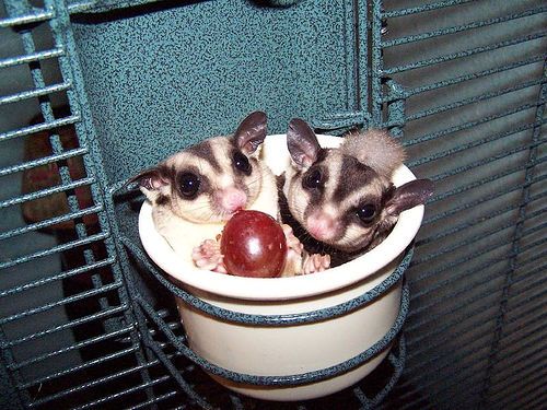 Cara merawat sugar glider