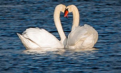 Hewan paling setia di dunia