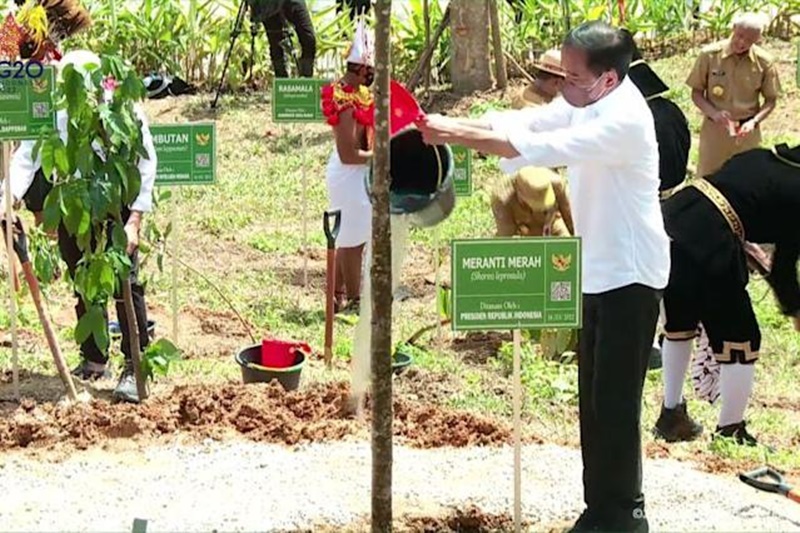 Presiden Joko Widodo menyiram air dari 34 provinsi ke pohon meranti merah yang baru ditanam. (Ist).