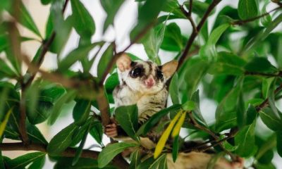 Cara merawat sugar glider