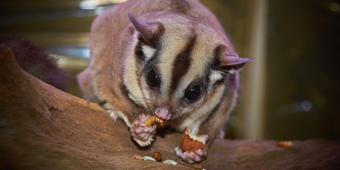 Cara merawat sugar glider